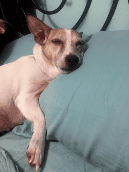 My human calls me: Andy
Breed: Jack Russell Terrier