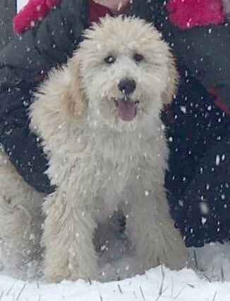 white dog named Ella