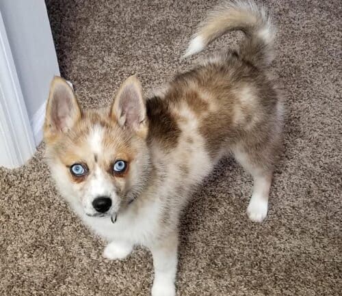 Pet Corner: Stop and \"Paws\" to See February\'s Furry Friends