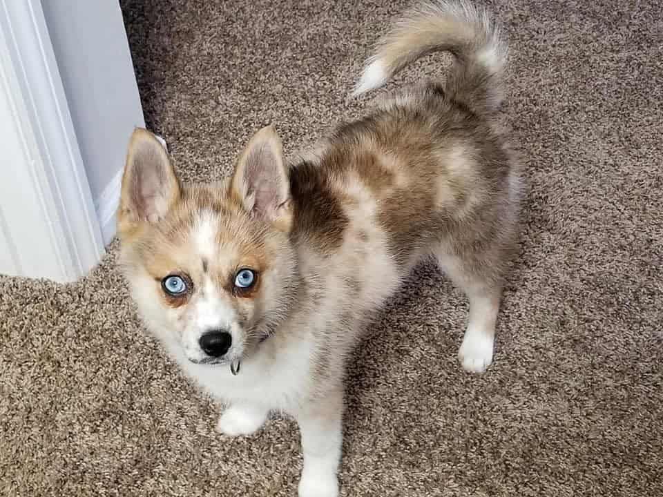 Pet Corner: Stop and \"Paws\" to See February\'s Furry Friends