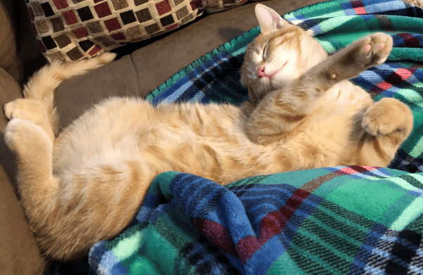 Photos of Jack the Cat