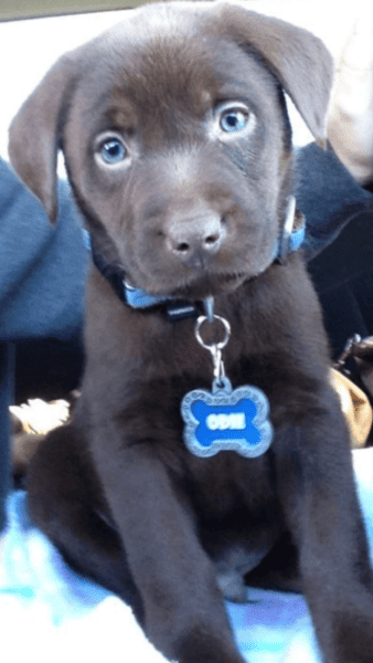 Odie and his human, Brittany!