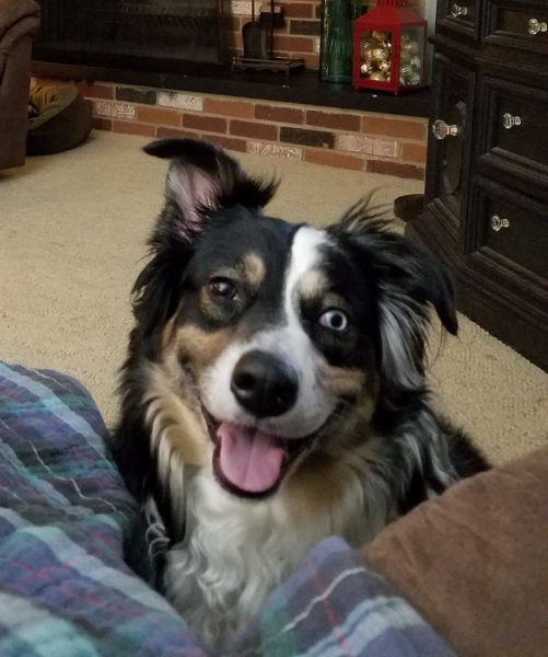 My human calls me: Tess
Breed: Australian Shepherd/Border Collie