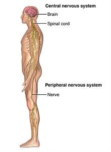 Peripheral Neuropathy