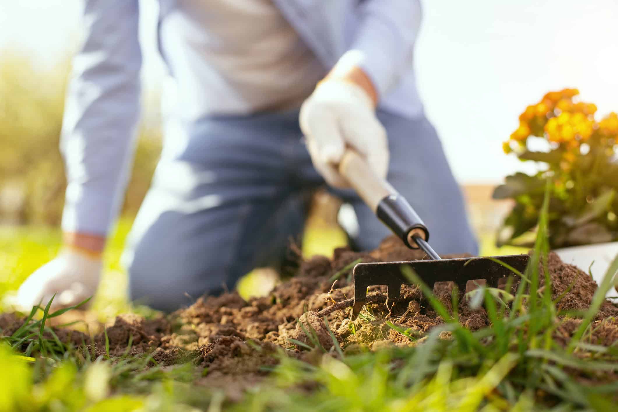 Person using small hand rake to cultivate soil in garden bed