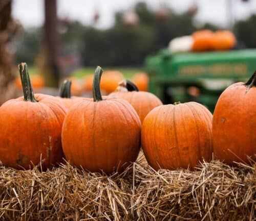 Orange pumpkins arranged on hay bales at autumn pumpkin patch with tractor background