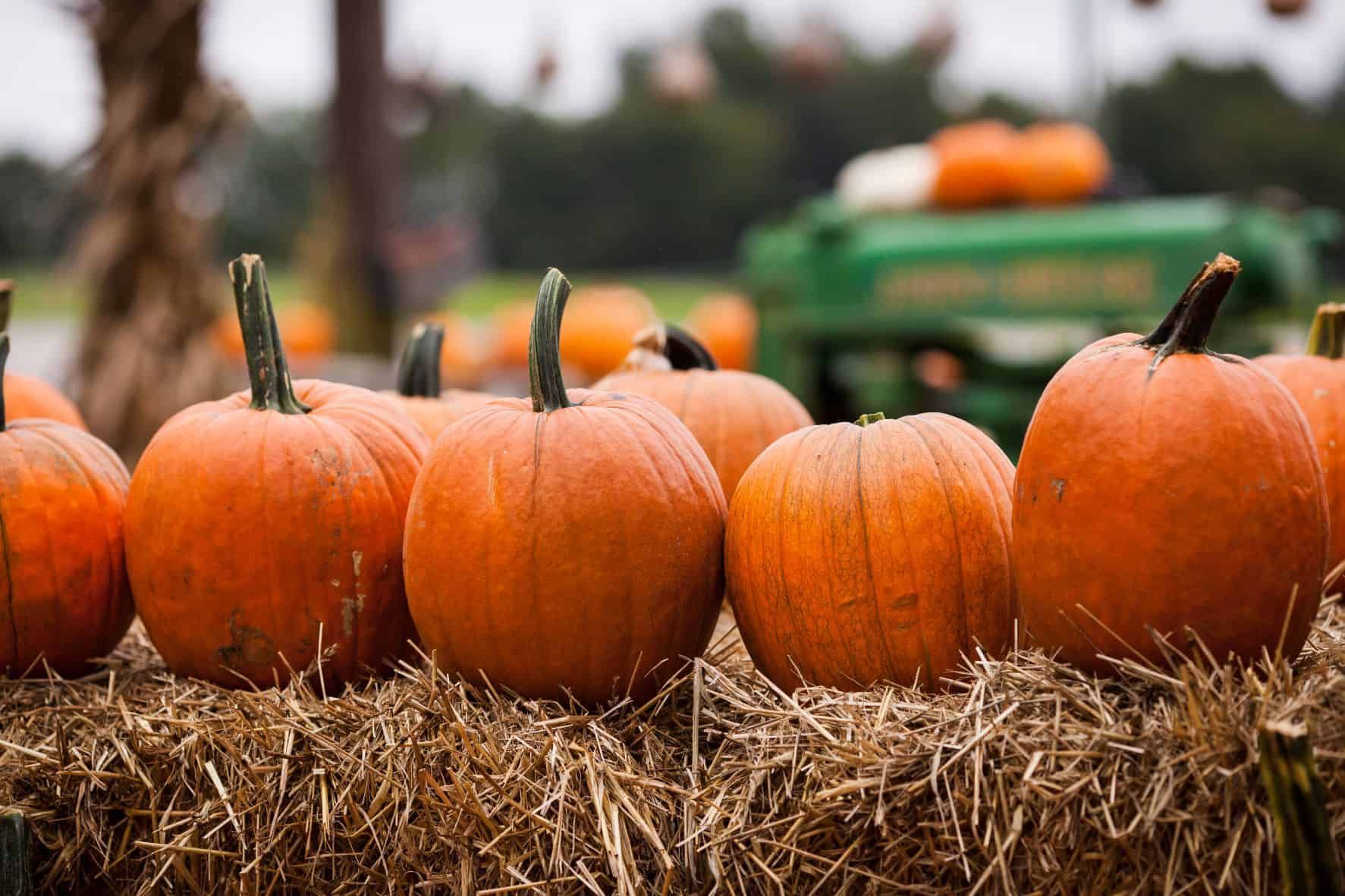 Orange pumpkins arranged on hay bales at autumn pumpkin patch with tractor background
