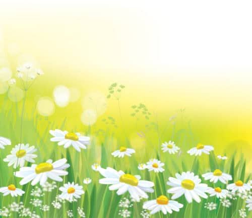 White daisy flowers in green meadow with bright yellow sunlight background