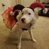 Small white dog wearing red and black Harley Quinn costume indoors
