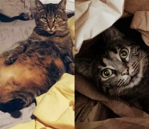 Two tabby cats resting on bedding, one lying on back and one under blankets