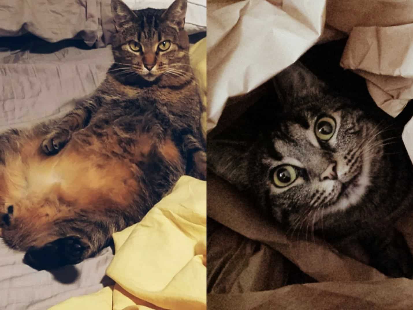 Two tabby cats resting on bedding, one lying on back and one under blankets